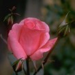 Blume Rose